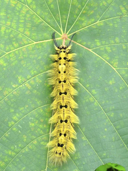 Large Moth Larva Close — Stock Photo, Image