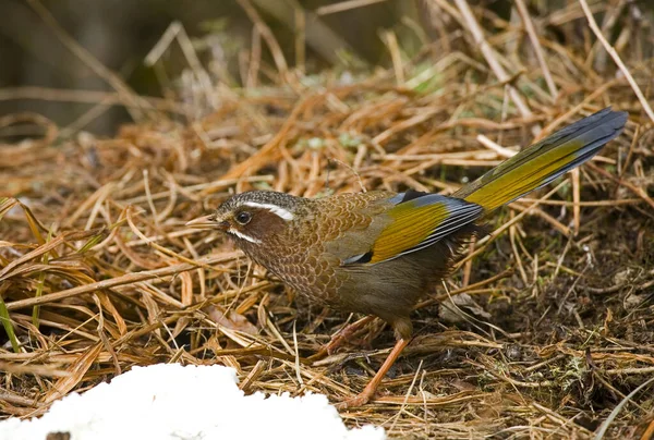 Goldener Flügel Weiße Augenbraue — Stockfoto