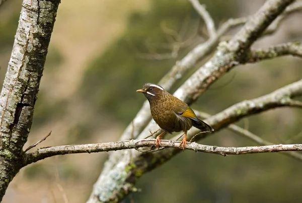 Goldener Flügel Weiße Augenbraue — Stockfoto