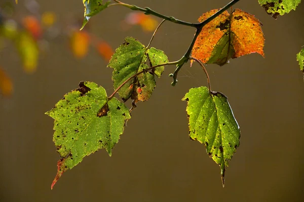 Taiwán Arce Rojo Prensado Otoño Rojo Taiwán —  Fotos de Stock