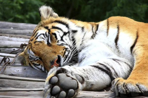 Siberian Tiger Lying Wooden Log — Stock Photo, Image