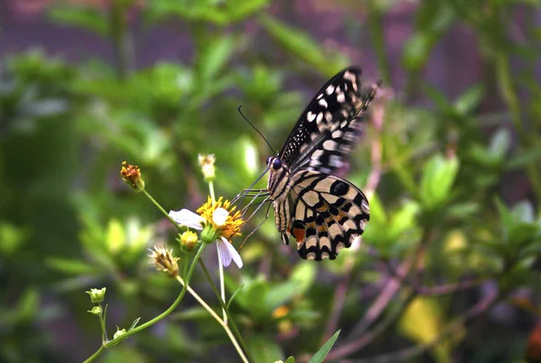 Borboleta Rabo Andorinha Perto — Fotografia de Stock