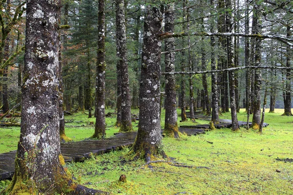 Yunnan Lijiang Yulong Xueba National Park Yunshanping Trail — Foto Stock