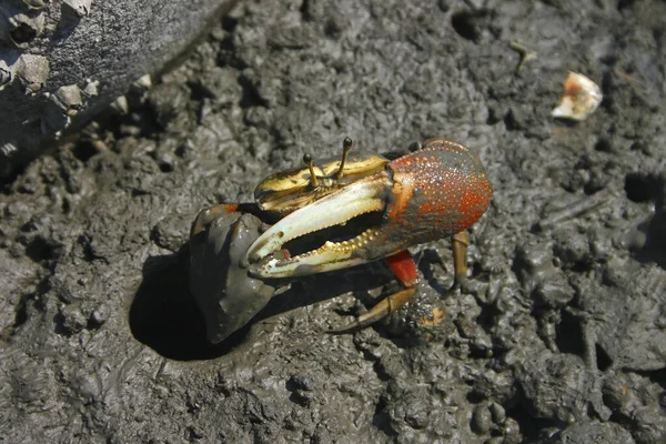 Fiddler Crab — 스톡 사진