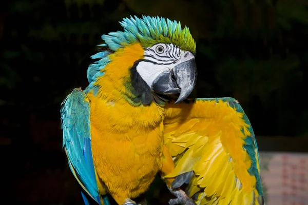 Macaw Kuşu Kapat — Stok fotoğraf