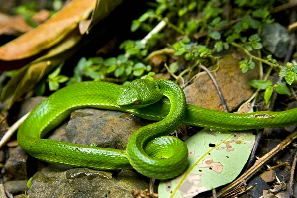 Serpiente Bambú Verde Cola Roja — Foto de Stock