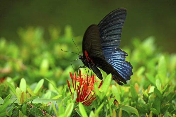 Grande Borboleta Rabo Andorinha Close — Fotografia de Stock