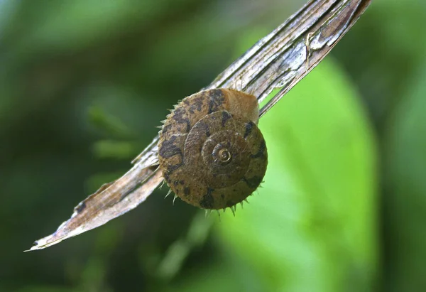 Snail Taiwan Close — Stock Photo, Image