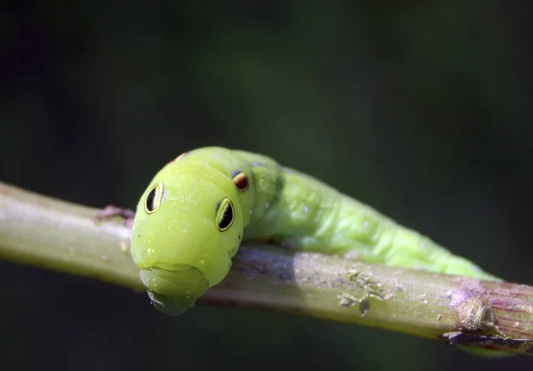 Swallowtail Larva Close Stock Photo