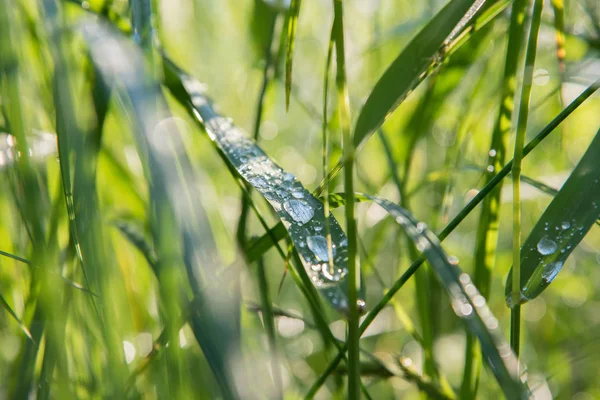 Stora Genomskinliga Droppar Morgondagg Grönt Gräs Sommar Närbild — Stockfoto