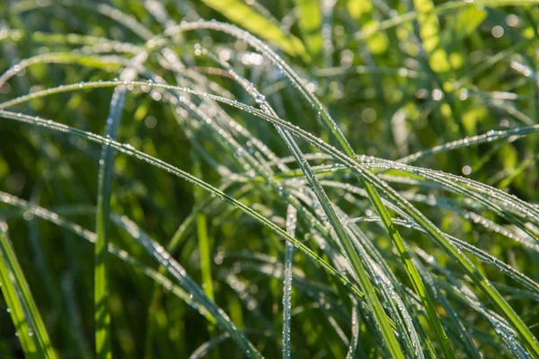 Stora Genomskinliga Droppar Morgondagg Grönt Gräs Sommar Närbild — Stockfoto