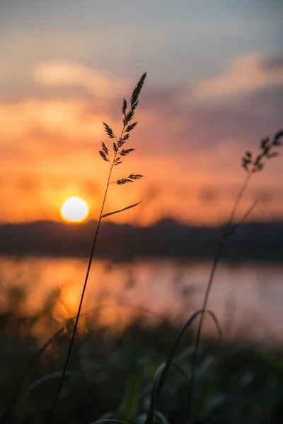 Sonnenuntergang Sommer Und Die Schöne Silhouette Der Hohen Grasneigung — Stockfoto