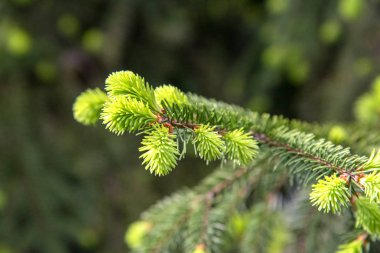 Yeni taze güzel çiçek tomurcukları ile iğne çam dalları bahar üzerinde