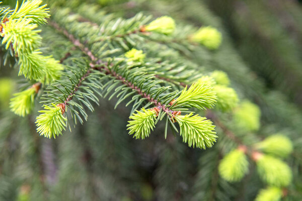 New fresh beautiful blossoming buds with needles on spruce branches in the spring