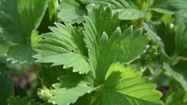 Sabahleyin çiy damlacıkları ve güneş ışığı çilek beyaz güzel çiçekleri Bahçe