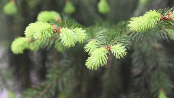 Весной Новые Красивые Цветущие Бутоны Иглами Еловых Ветвях — стоковое видео