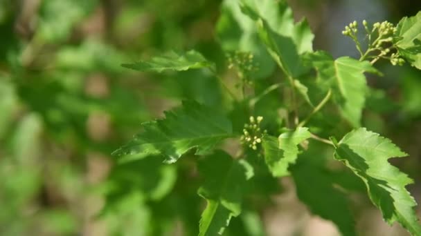 Belos Ramos Viburnum Com Folhas Verdes Iluminadas Pela Luz Solar — Vídeo de Stock