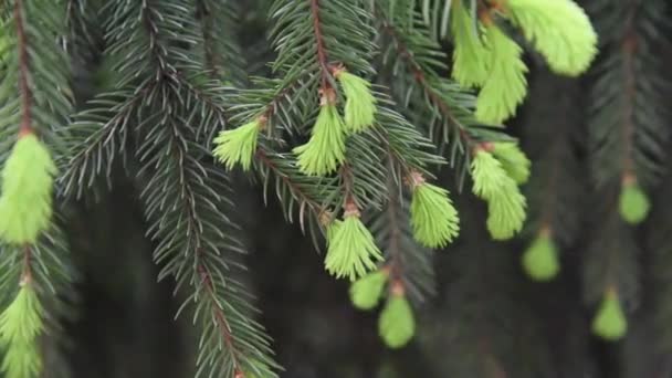 Nuevos Brotes Florecientes Hermosos Frescos Con Agujas Ramas Abeto Primavera — Vídeos de Stock