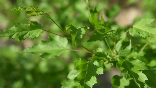 Красивые Ветви Вибурнума Зелеными Листьями Освещенными Солнечным Светом Летом Развеваемыми — стоковое видео