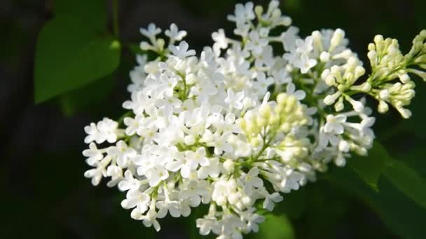 Hermosas Flores Color Lila Blanco Con Hojas Verdes Luz Del — Vídeos de Stock