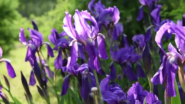 Lindas Flores Violetas Íris Luz Sol Com Folhas Verdes Sopradas — Vídeo de Stock