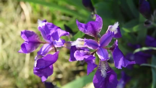 Vackra Violetta Blommor Iris Solljus Med Gröna Blad Som Blåses — Stockvideo