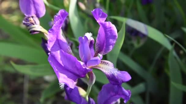 Красивые Фиолетовые Цветы Ирисы Солнечном Свете Зелеными Листьями Дул Легкий — стоковое видео