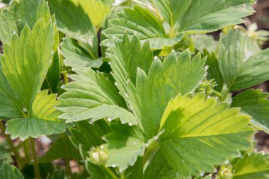 Sabahleyin çiy damlacıkları ve güneş ışığı çilek beyaz güzel çiçekleri Bahçe