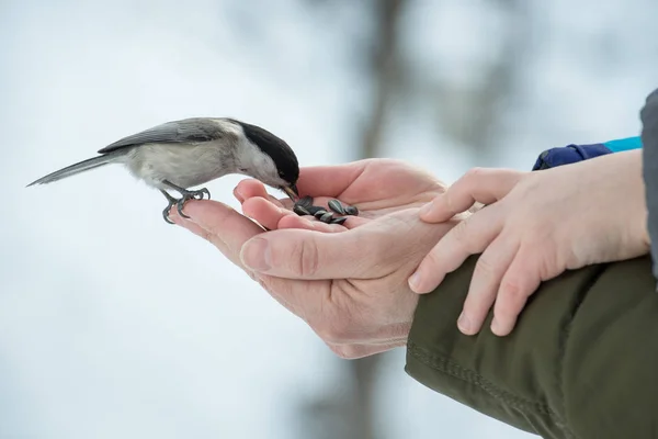 Küçük kuş poecile montanus bir eldeki ayçiçeği tohumu ormanın içinde kışın yiyor