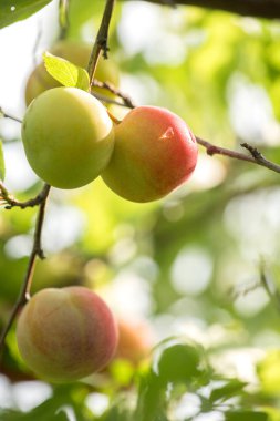 Bir sürü tatlı Erik dal yeşil yaprakları ile yaz aylarında olgunlaşma