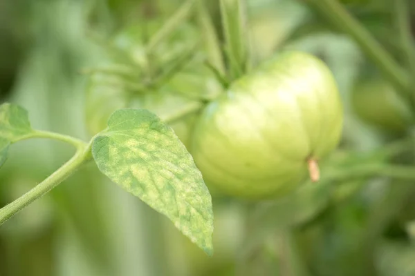 Disease of the leaves of ripening green tomatoes in the garden in the greenhouse in summer