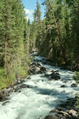 Yaz aylarında vahşi dağ doğa. Uzun boylu ağaçlar ve bir dere büyük taşlarla orman