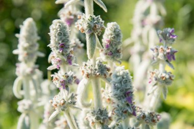 Stachys yeşil yumuşak tüylü yaprakları yaz bahçesinde ile Bizans, çiçekler