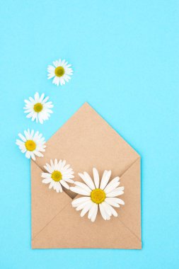 Zarf Kraft kağıt mavi bir arka plan üzerinde güzel beyaz papatya çiçekler ile boş bir ileti ile gelen
