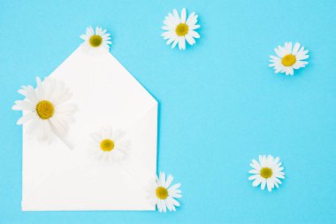 Zarf Kraft kağıt mavi bir arka plan üzerinde güzel beyaz papatya çiçekler ile boş bir ileti ile gelen