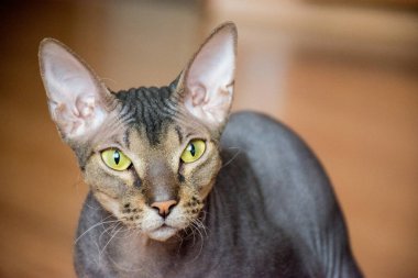 Evde yeşil ve sarı gözlü güzel safkan kel kedi Sfenks portresi