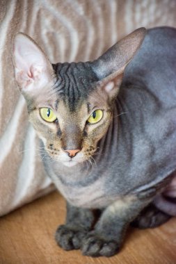 Evde yeşil ve sarı gözlü güzel safkan kel kedi Sfenks portresi