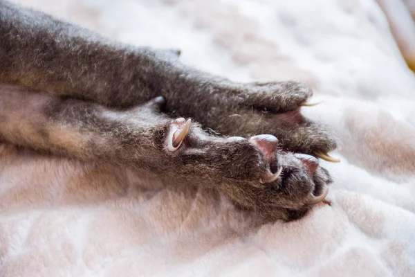 Paws Νύχια Ενός Φαλακρός Γκρι Γάτα Ένα Μαλακό Κάλυμμα — Φωτογραφία Αρχείου