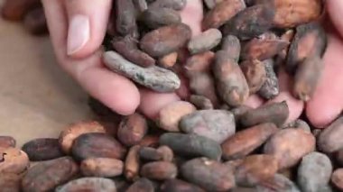 Lezzetli aromatik kahverengi kakao çekirdekleri bir beyaz tahta masada kavrulmuş