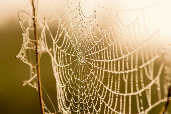 Bir sis yaz şafak ince güzel web üzerindeki çiy ışık damla