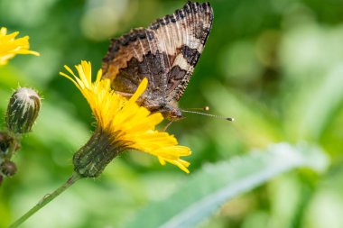Güzel kelebek kurdeşen yaz aylarında sarı bir karahindiba çiçek nektar toplar