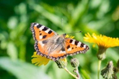 Güzel kelebek kurdeşen yaz aylarında sarı bir karahindiba çiçek nektar toplar