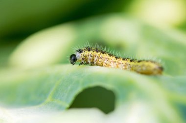 Tırtıllar yazın yeşil lahana yaprakları yerler.