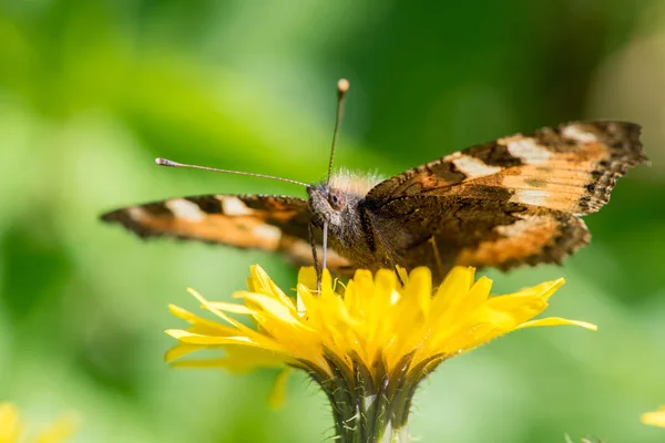 Gyönyörű Pillangó Csalánkiütés Nektárt Gyűjt Egy Sárga Pitypang Virág Nyáron — Stock Fotó
