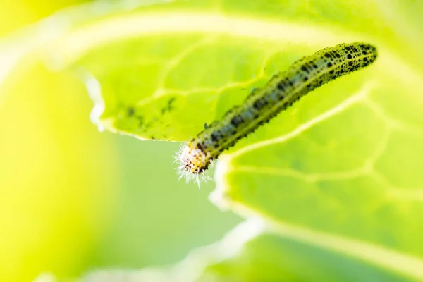Caterpillars eat green cabbage leaves in summer