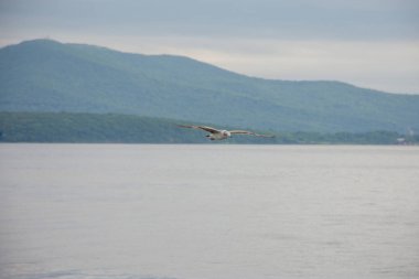 Yaz aylarında denizin üzerinde uçan bulutlar gökyüzü güzel beyaz martı