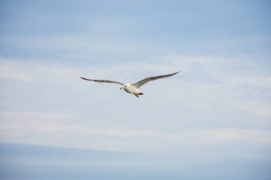 Yaz aylarında denizin üzerinde uçan bulutlar gökyüzü güzel beyaz martı