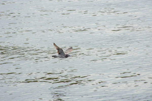 Belle Mouette Blanche Dans Ciel Avec Des Nuages Volant Dessus — Photo