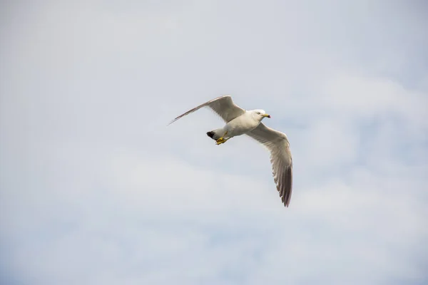 Gaivota Branca Bonita Céu Com Nuvens Voando Sobre Mar Verão — Fotografia de Stock