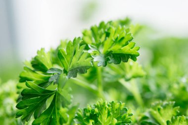 Yeşil yaprakları closeup ile lezzetli sulu Kıvırcık maydanoz